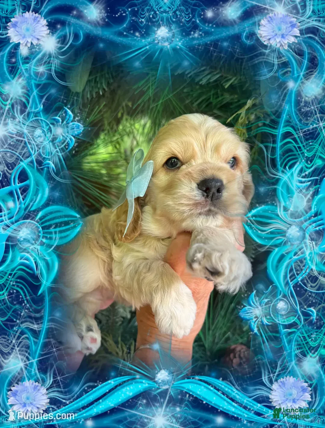 Cocker Spaniel dogs for sale: Cocker Spaniel 1 - Ad 2