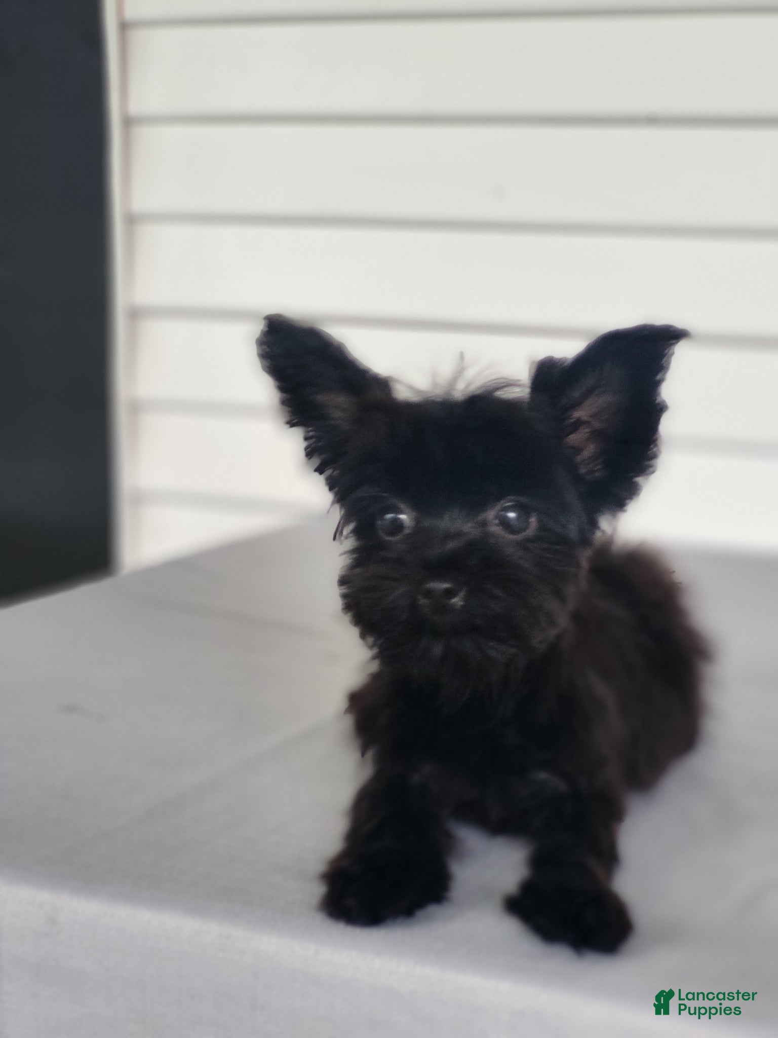 Yorkshire Terrier dogs for sale: Yorkshire Terrier Puppy 2 - Ad 2