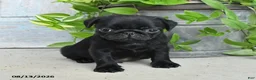 Pug dogs for sale: Rascal - Ad 3