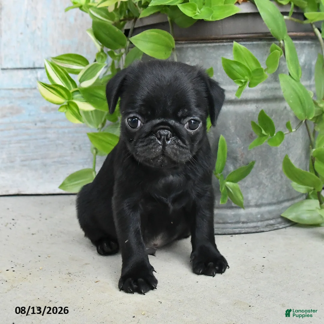Pug dogs for sale: Rascal - Ad 3