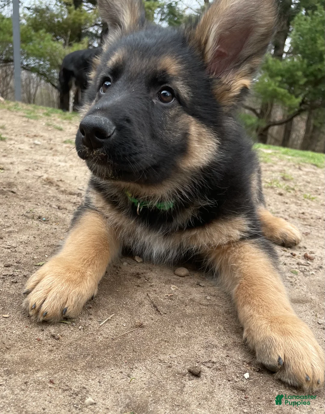 German Shepherd dogs for sale: German Shepherd Puppy 1 - Ad 1