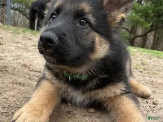 German Shepherd dogs for sale: German Shepherd Puppy 1 - Ad 2