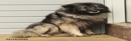 Keeshond dogs for sale: Piper - Ad 4
