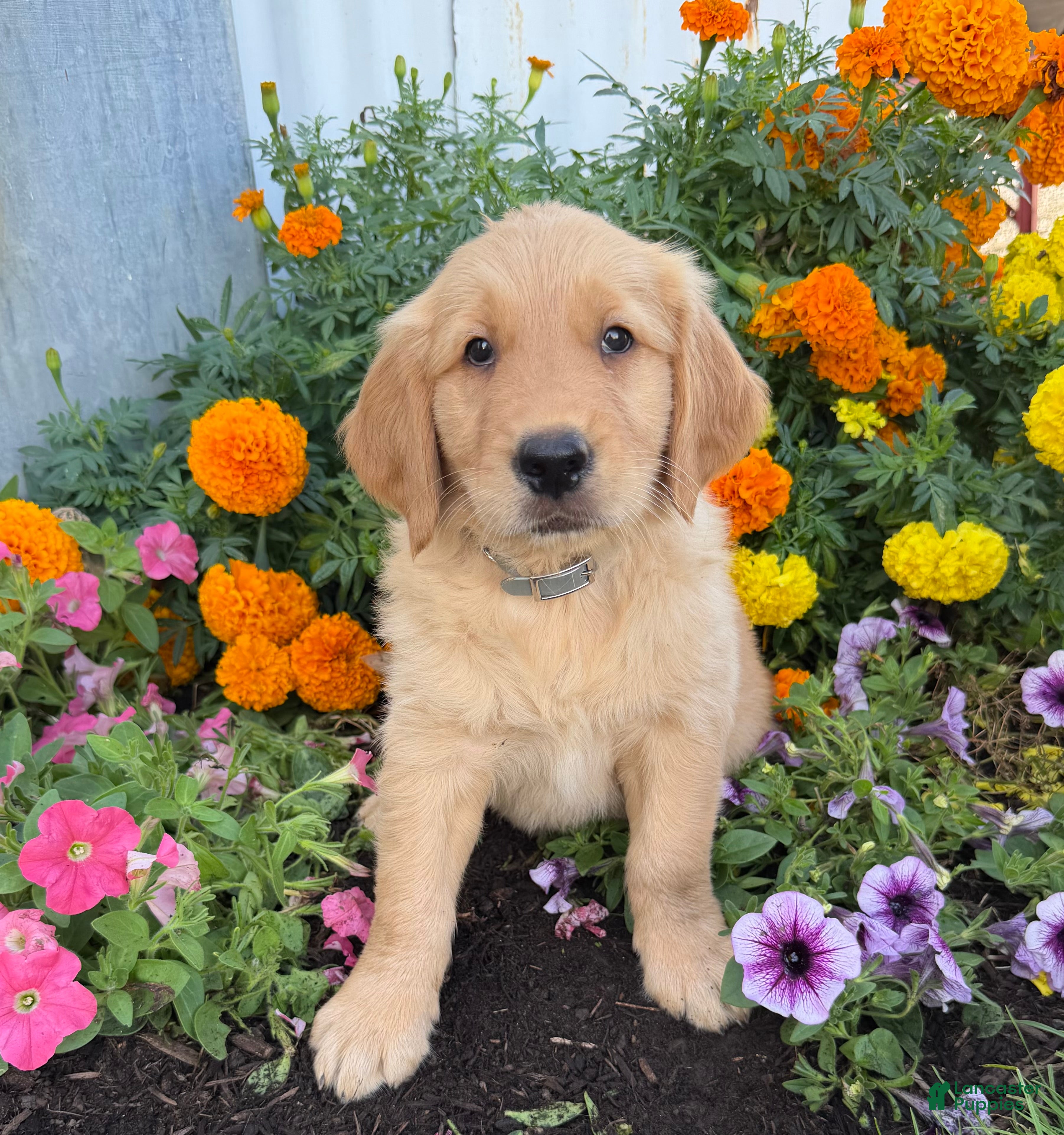 Golden Retriever dogs Hutton - Ad 1