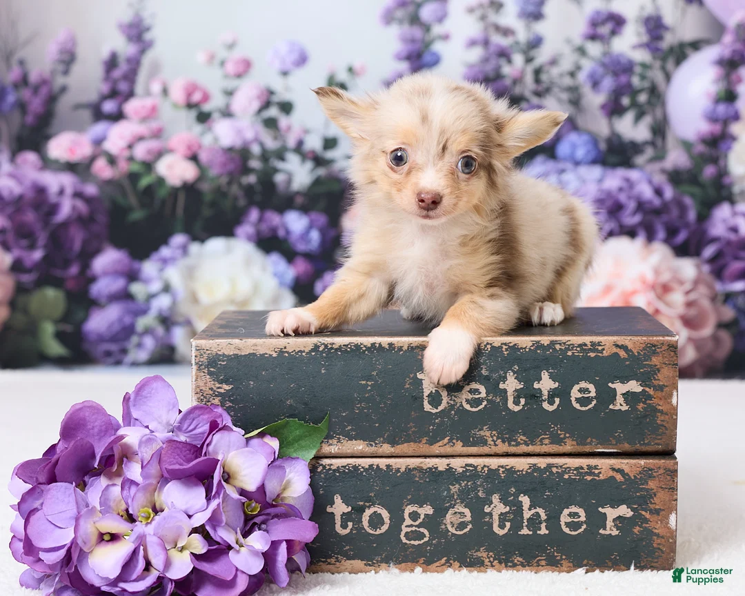 Chihuahua dogs for sale: Betzy - Ad 1