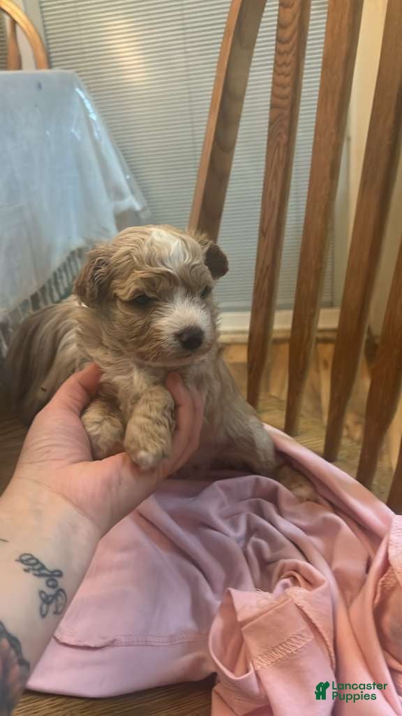 Shihpoo dogs Shihpoo Puppy 1 - Ad 2