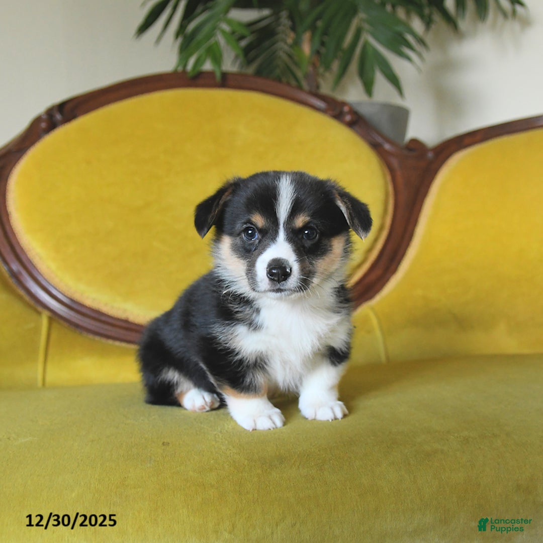 Welsh Corgi Pembroke dogs for sale: Pepper - Ad 6