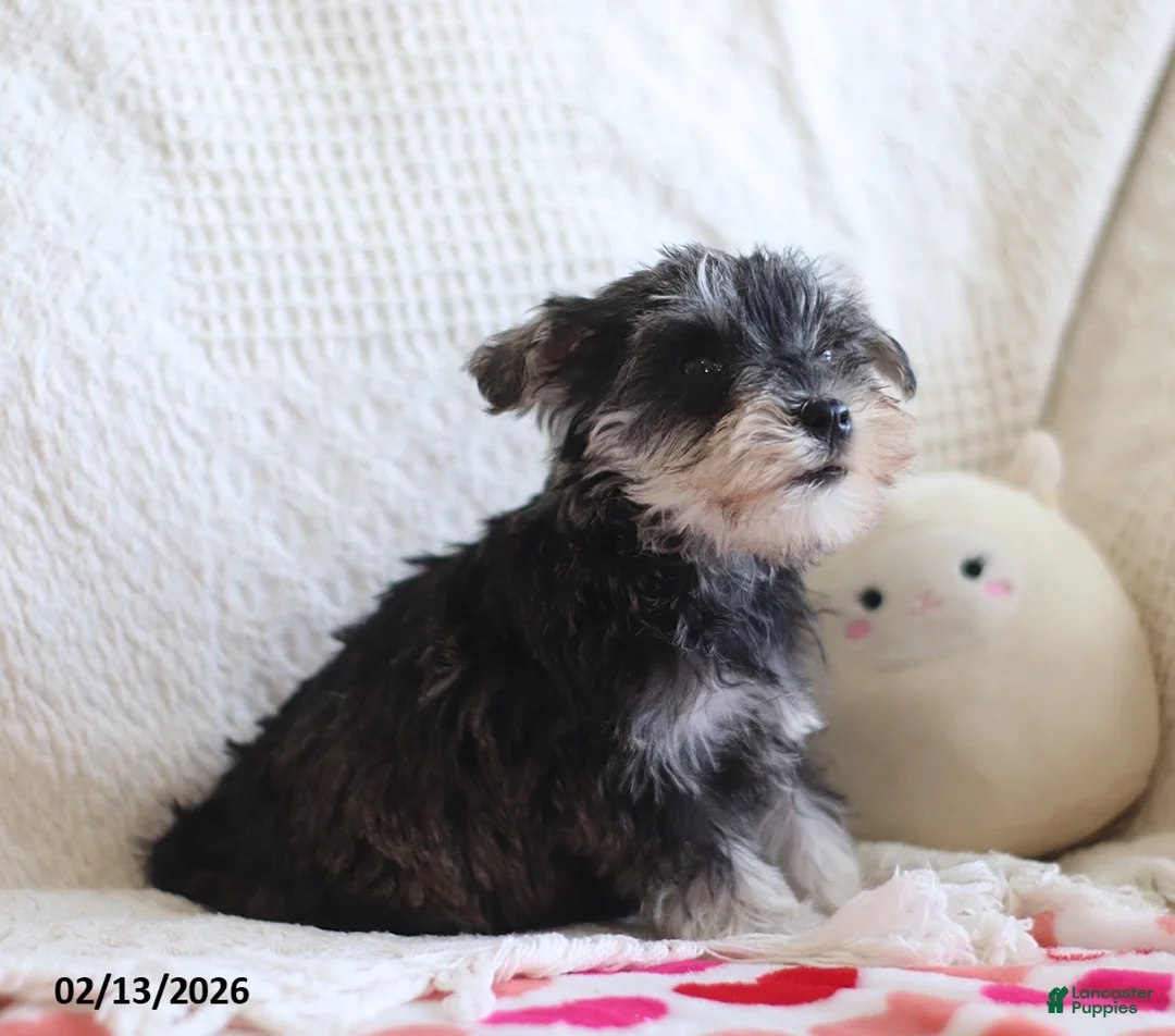 Miniature Schnauzer dogs for sale: Shelly Special Needs - Ad 5