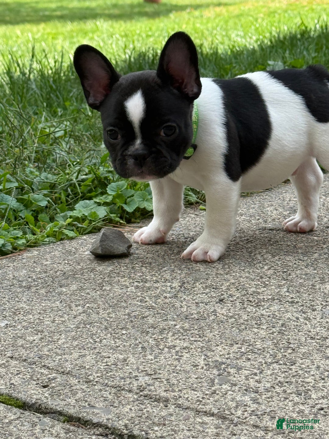 French Bulldog dogs for sale: French Bulldog Puppy 1 - Ad 7