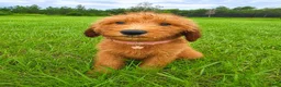 Goldendoodle dogs for sale: Daisy - Ad 4