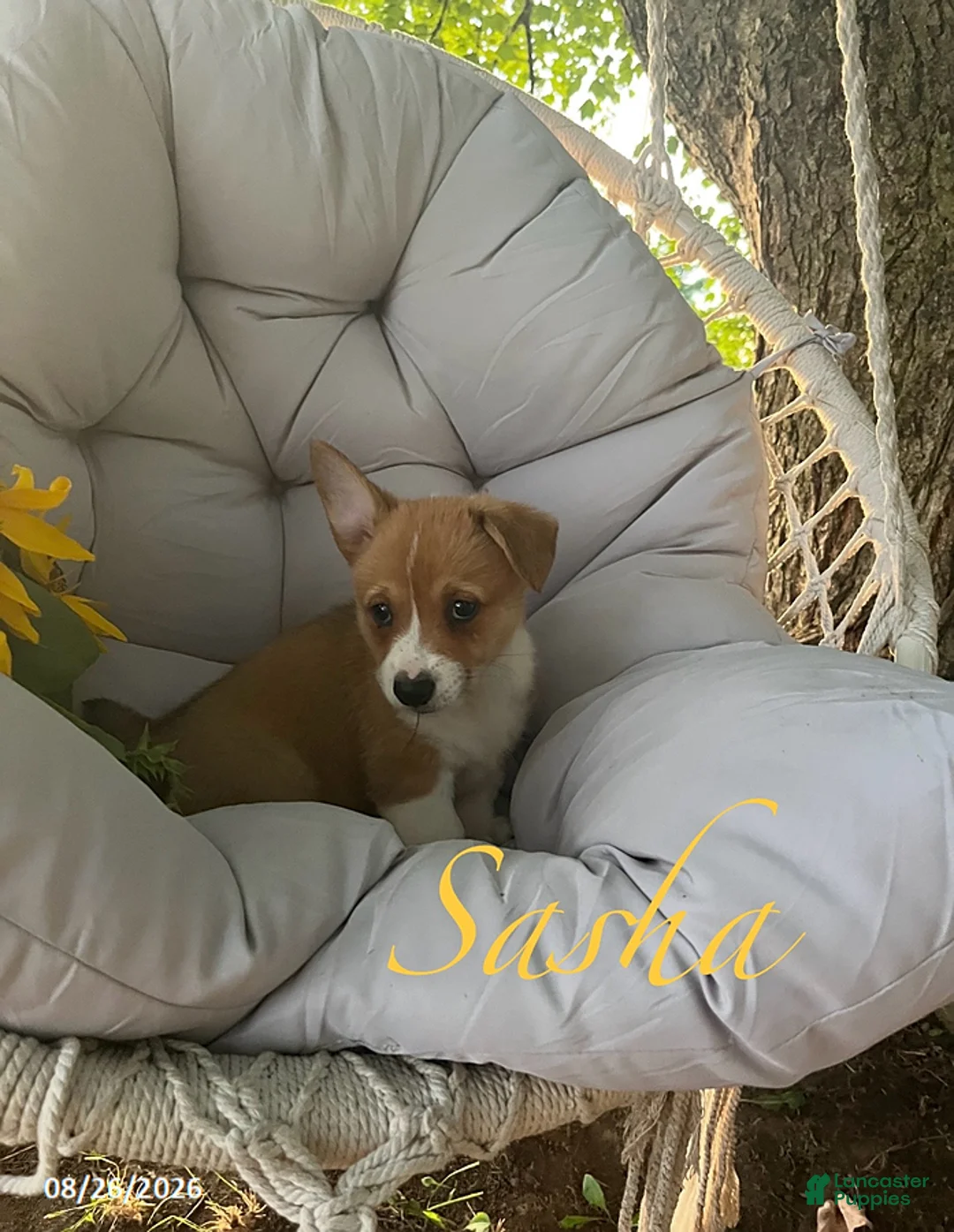 Welsh Corgi Pembroke dogs for sale: Sasha - Ad 1