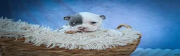 Frenchton dogs for sale: Penelope 🎀 — A Charming F2 Frenchton Puppy! - Ad 4