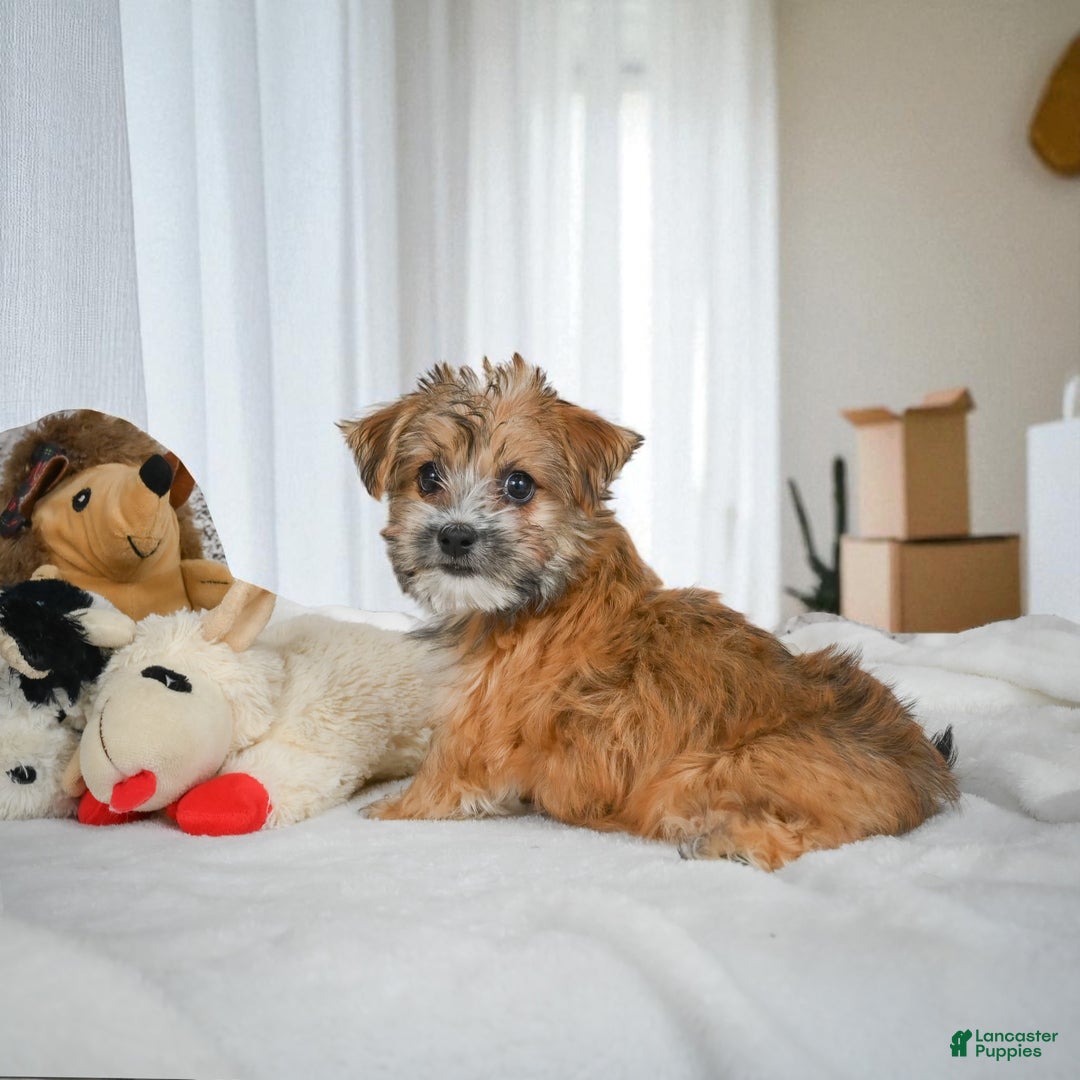 Morkie dogs for sale: ALICE - Ad 4