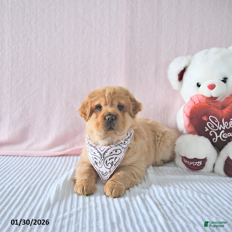 Mini Hippo dogs Damon - Ad 10