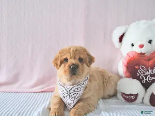 Mini Hippo dogs Damon - Ad 10