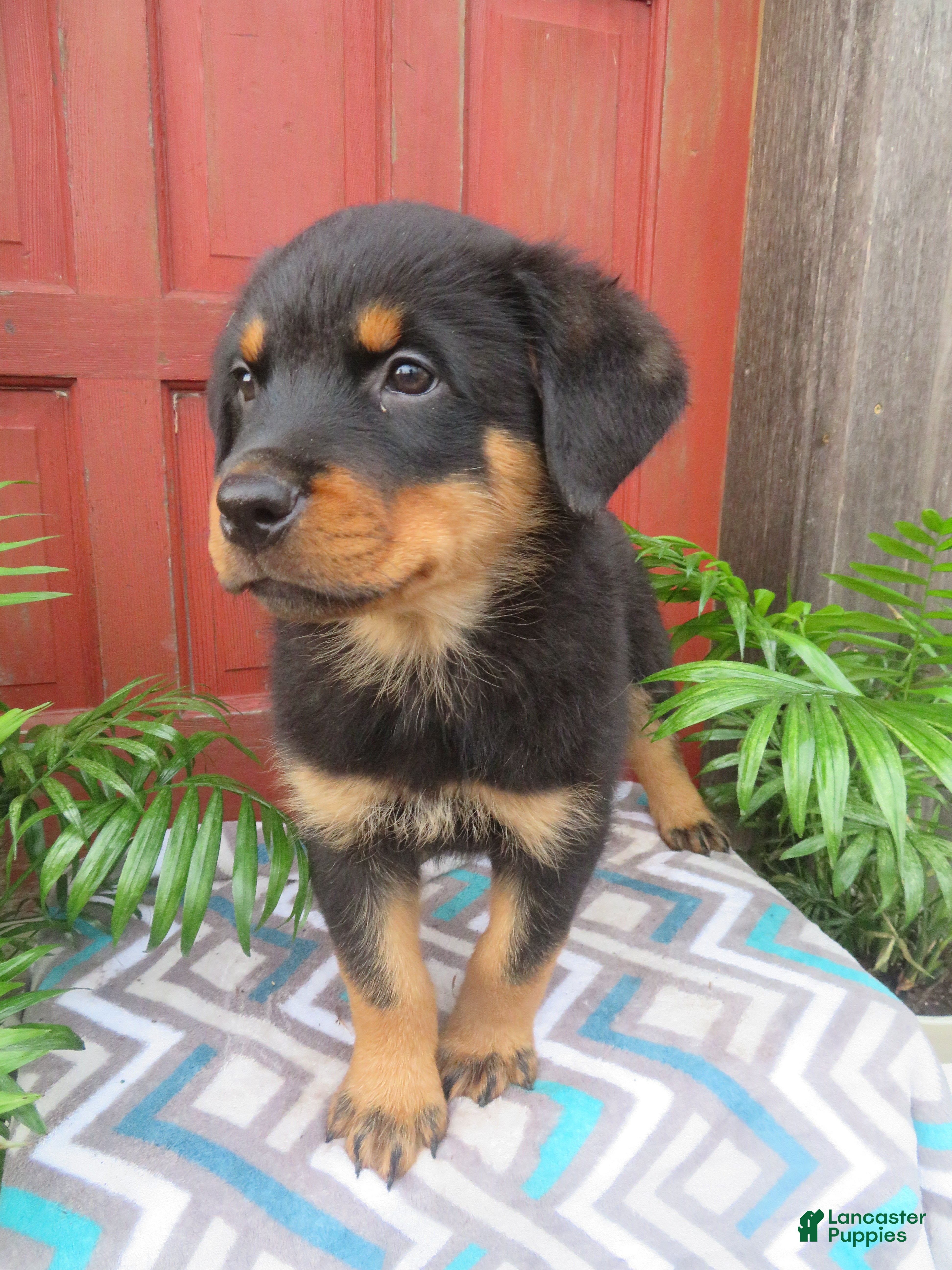 Rottweiler dogs Max - Ad 1