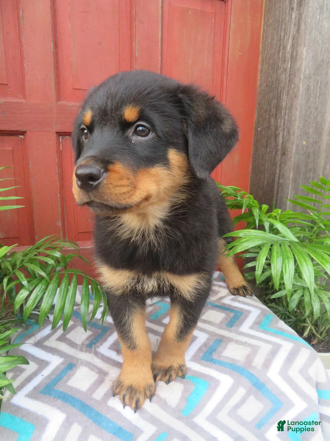 Rottweiler dogs for sale: Max - Ad 1