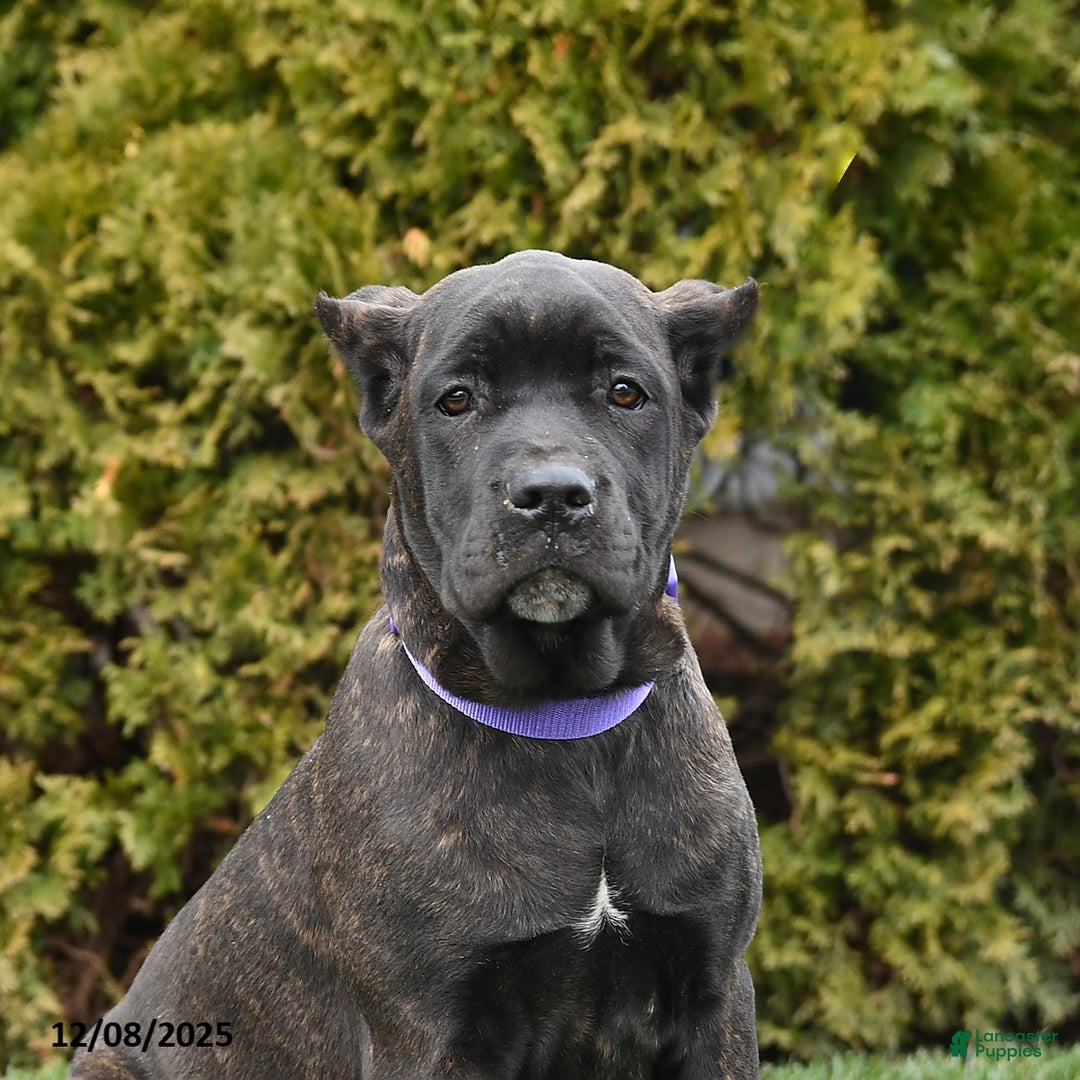 Cane Corso dogs for sale: Penny - Ad 5