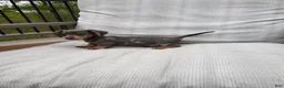 Miniature Dachshund dogs for sale: Miniature Dachshund Puppy 2 - Ad 2