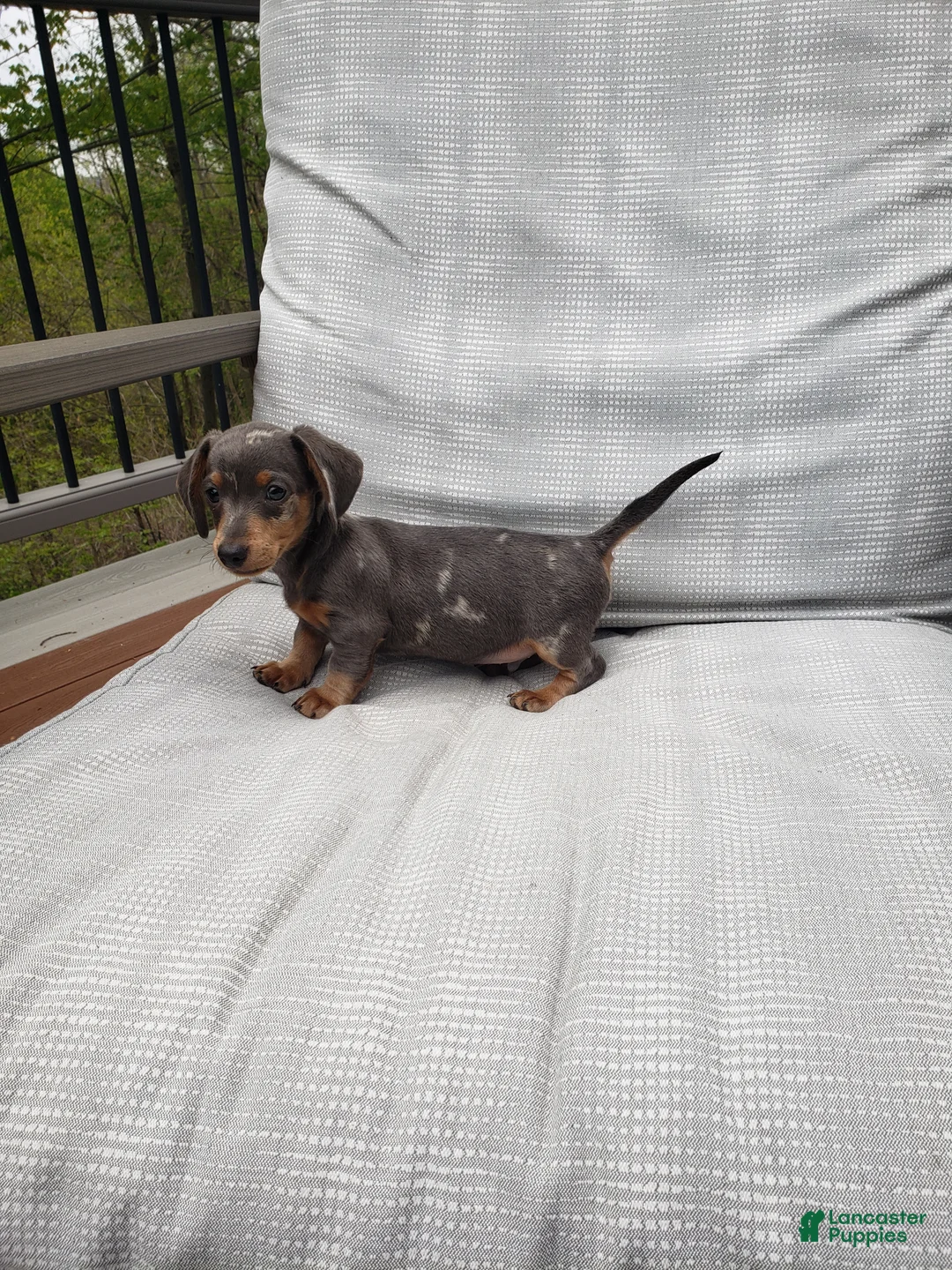 Miniature Dachshund dogs for sale: Miniature Dachshund Puppy 2 - Ad 2