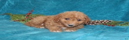 Mini Goldendoodle dogs for sale: Teddy - Ad 3