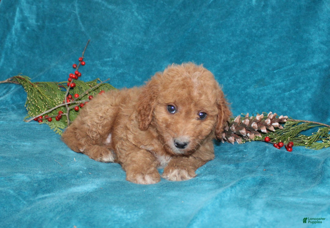 Mini Goldendoodle dogs for sale: Teddy - Ad 3