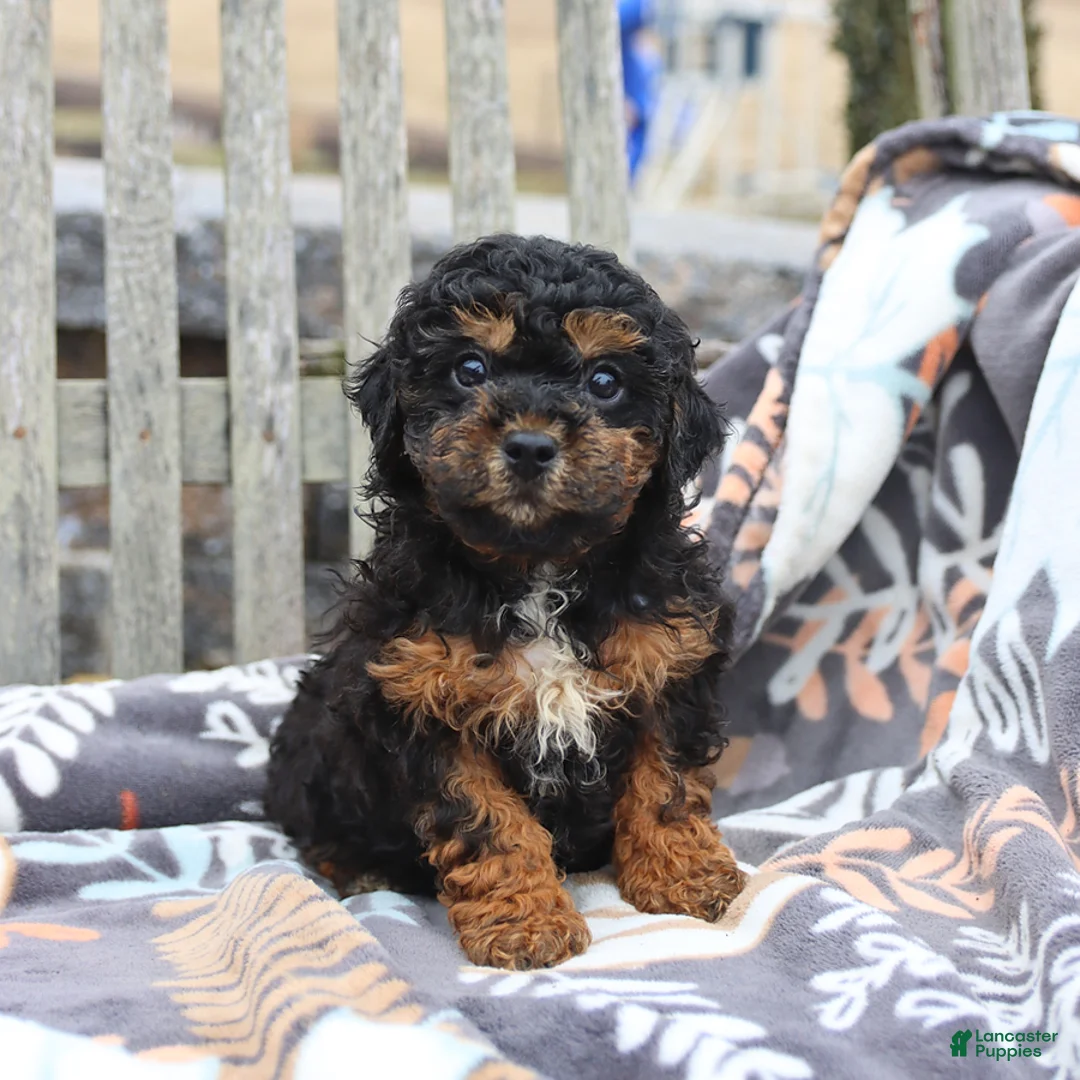 Miniature Poodle dogs for sale: Courtney - Ad 2