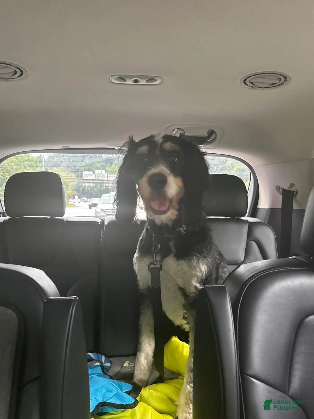 Bernedoodle dogs for sale: Indiana Jones - Ad 2
