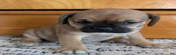 Puggle dogs for sale: Kati - Ad 13