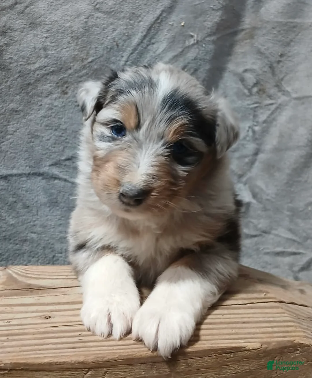Australian Shepherd dogs for sale: Flynn - Ad 6