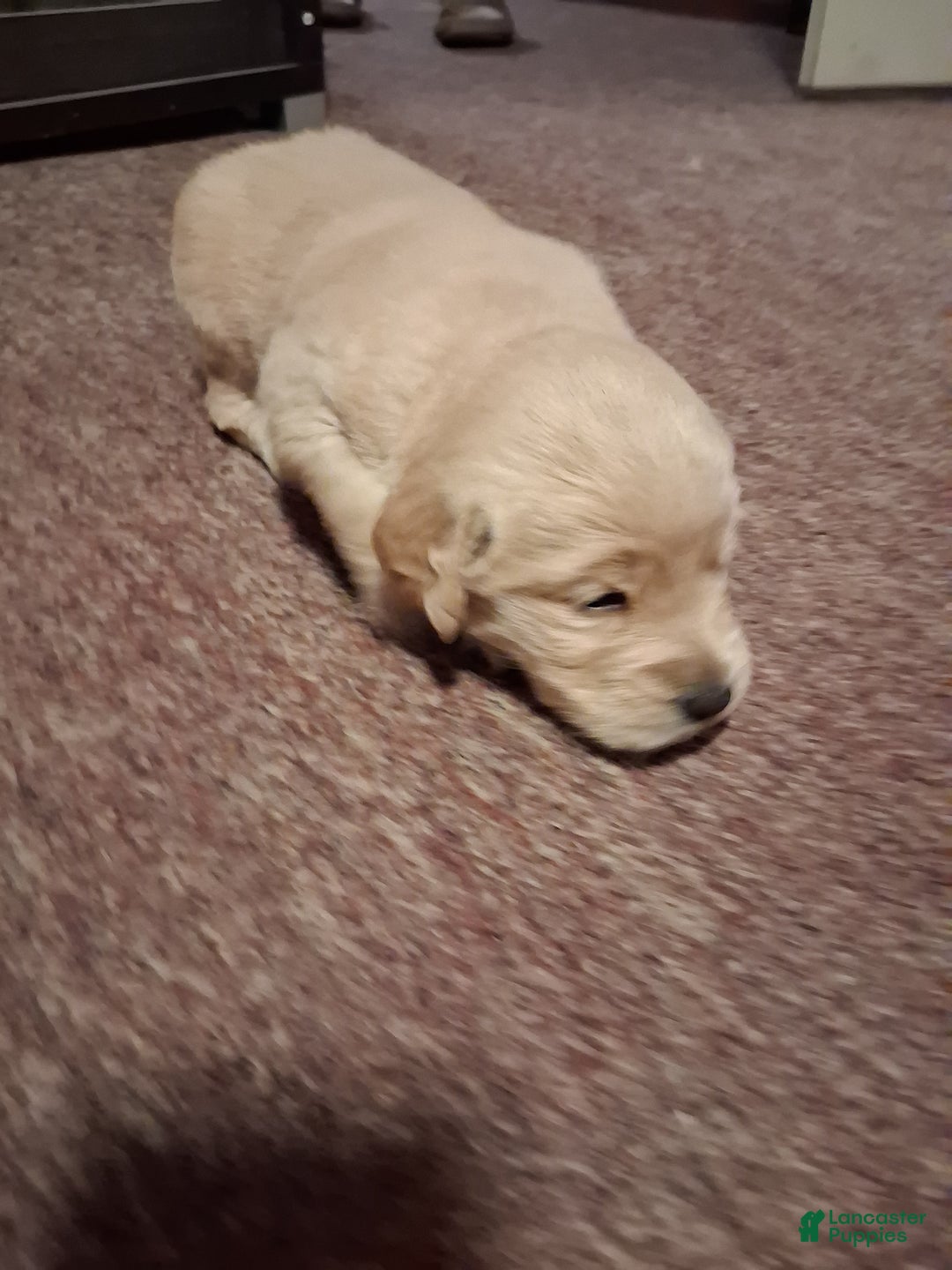 Golden Retriever dogs for sale: Honey - Ad 3