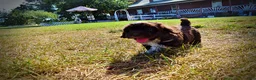 Havapoo dogs for sale: Jackson-LABOR DAY SALE-TAKE $100 OFF!!! - Ad 23