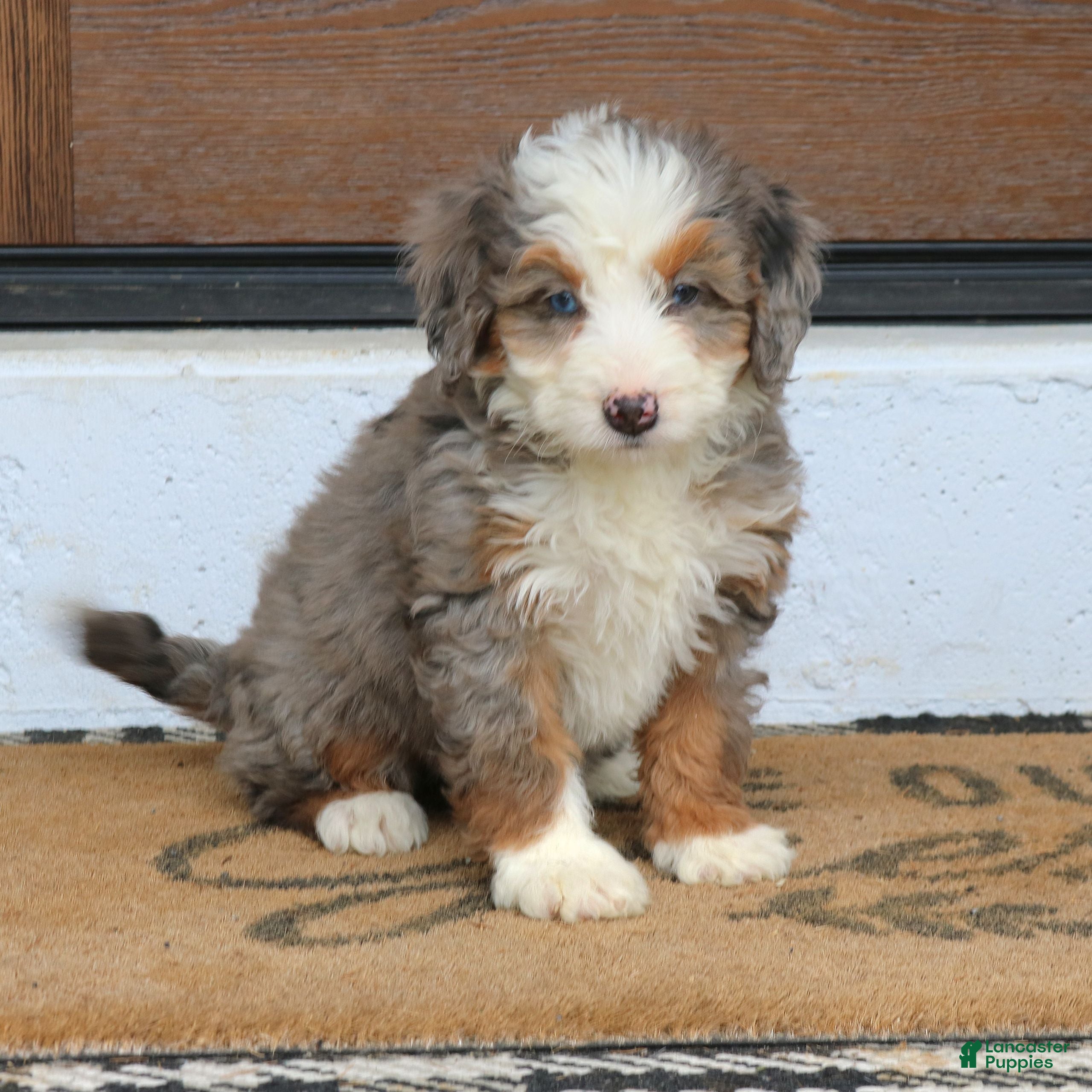 Mini Bernedoodle dogs Ivory  - Ad 1
