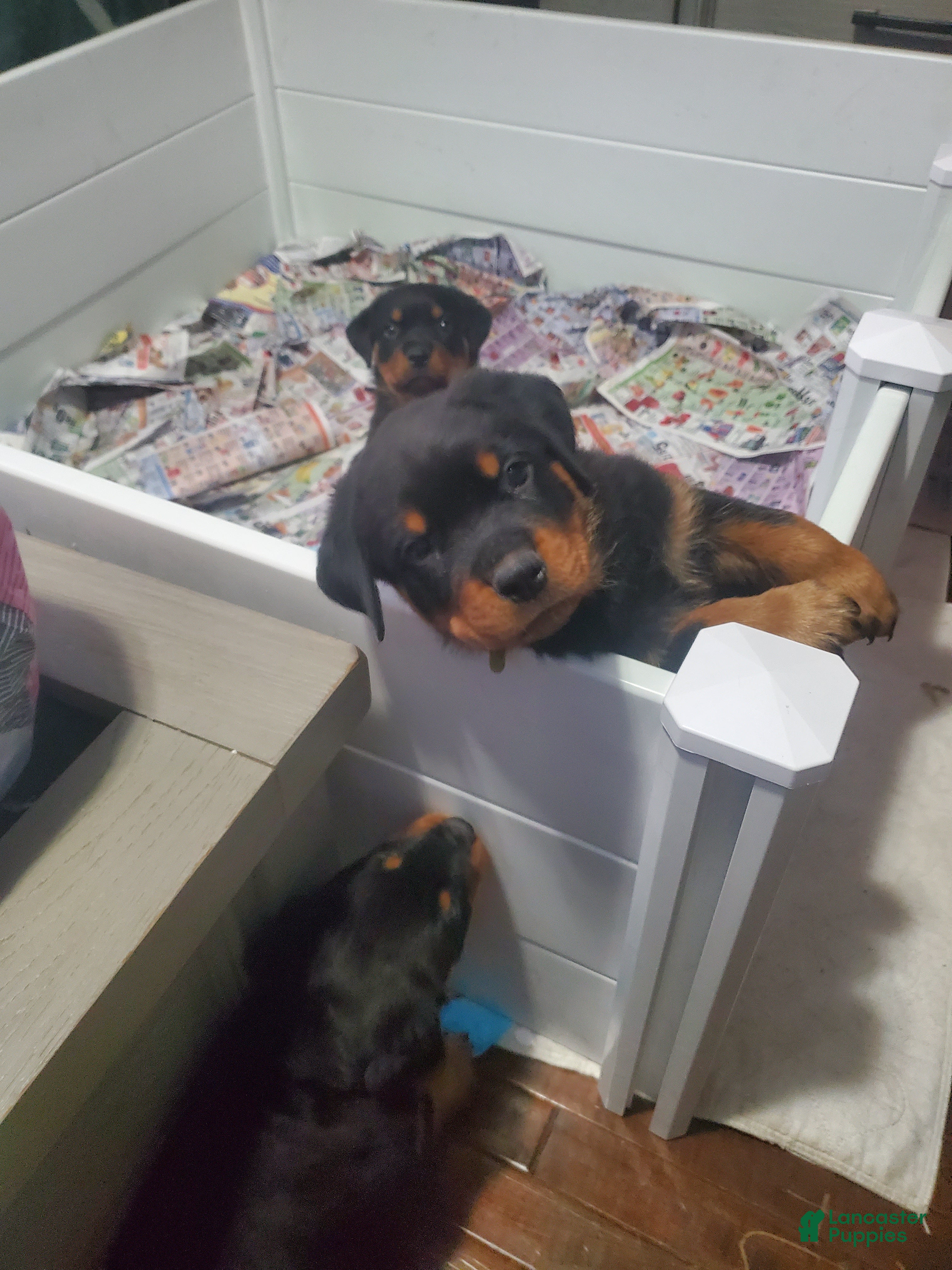 Rottweiler dogs Yellow - Ad 27