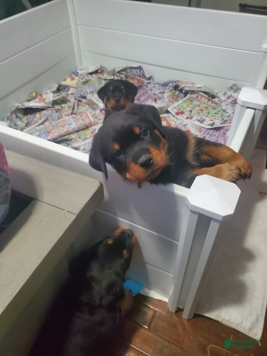 Rottweiler dogs for sale: Yellow - Ad 1