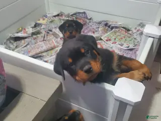 Rottweiler dogs Yellow - Ad 9