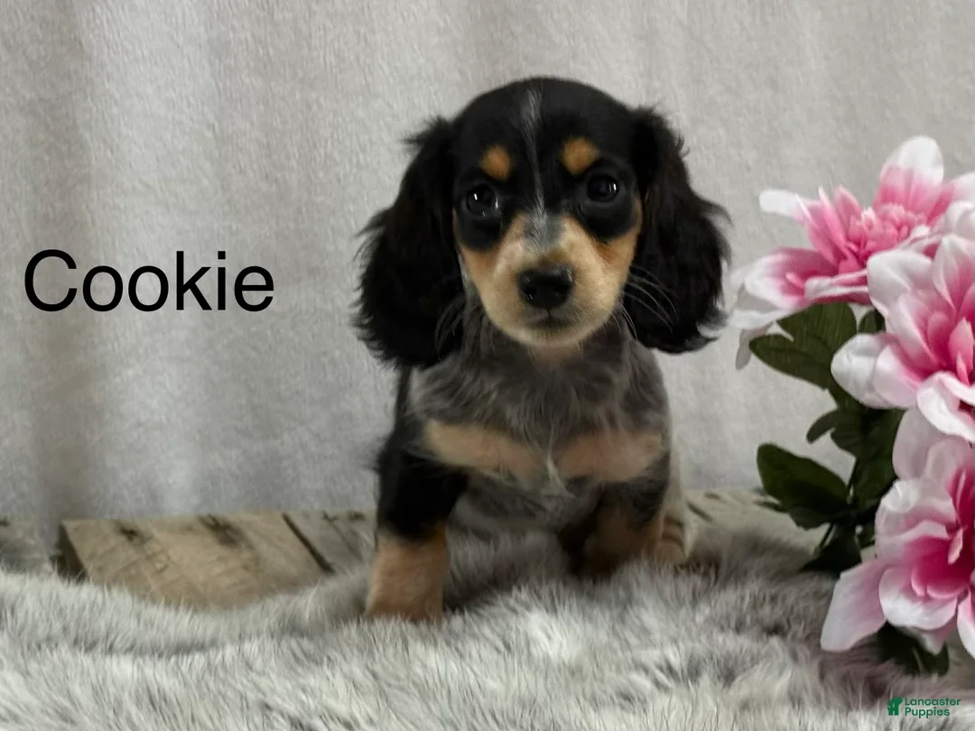 Miniature Dachshund dogs for sale: Cookie - Ad 1