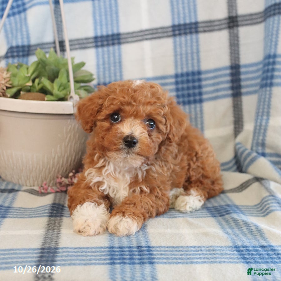 Toy Poodle dogs for sale: Jasper - Ad 1