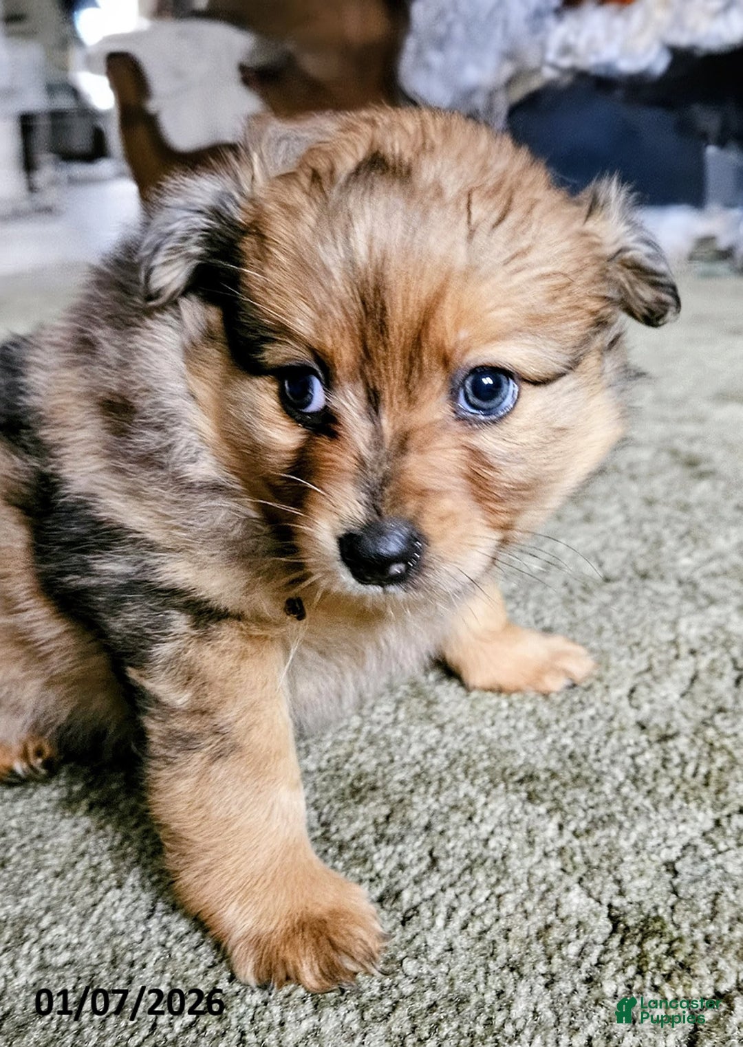 Pomeranian dogs for sale: Gracie - Ad 5