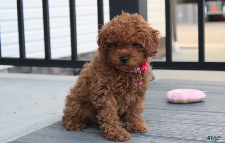 Toy Poodle dogs McKenna  - Ad 2