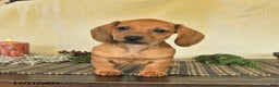 Dachshund dogs for sale: Ruby - Ad 3