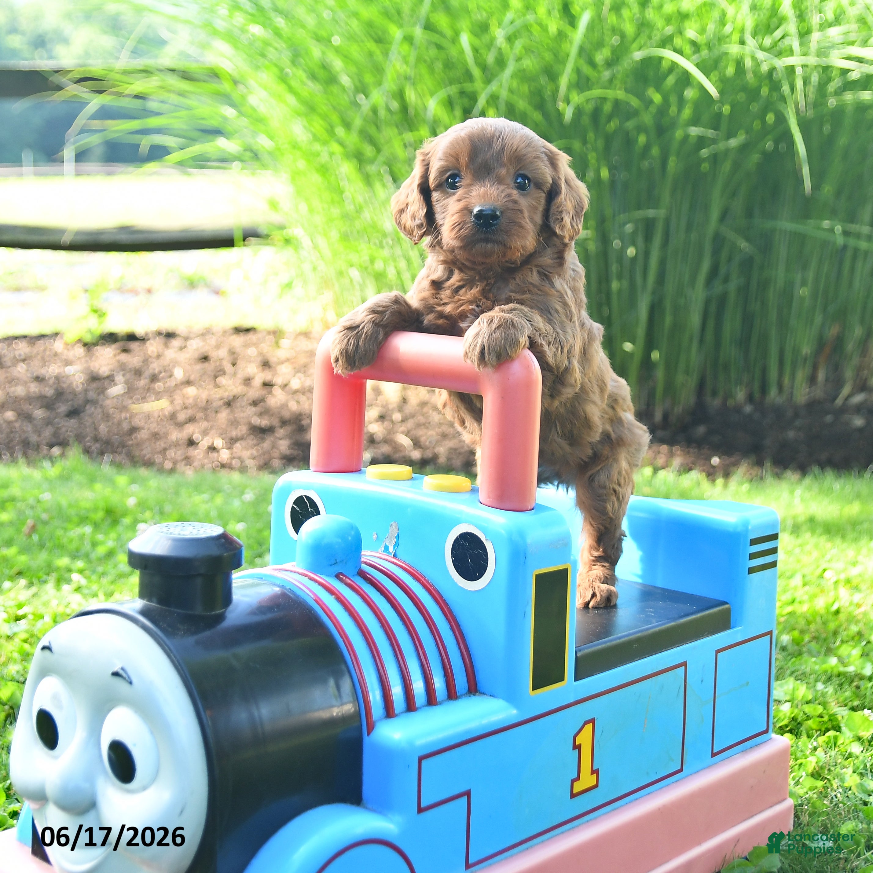 Cavapoo dogs Thomas - Ad 1