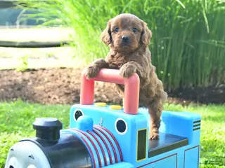 Cavapoo dogs for sale: Thomas - Ad 3