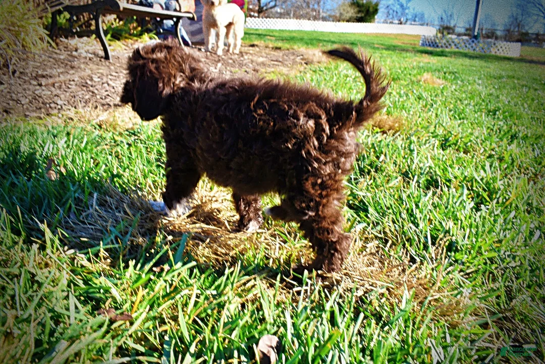 Havapoo dogs for sale: Sunny - Ad 10