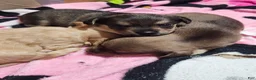 Chorkie dogs for sale: James  - Ad 3