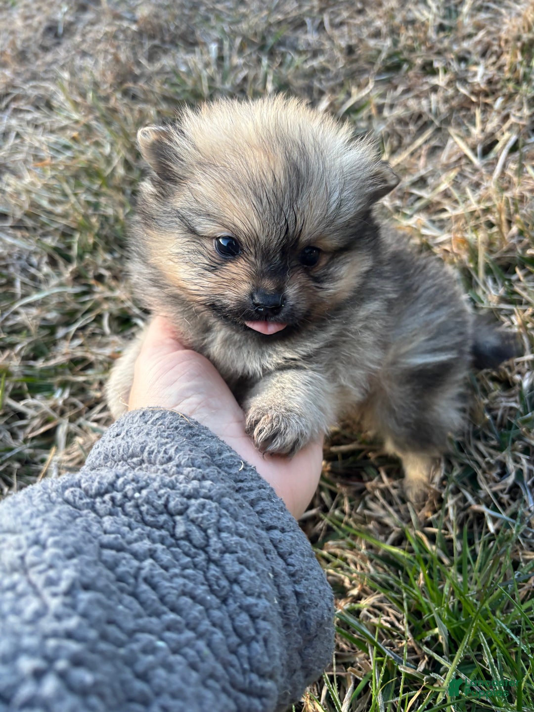 Pomeranian dogs for sale: Orange sable boy 1 - Ad 1
