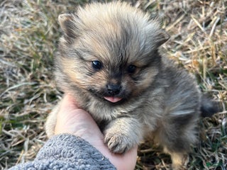 Pomeranian dogs Orange sable boy 1 - Ad 10