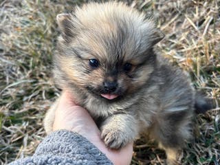 Pomeranian dogs Orange sable boy 1 - Ad 17