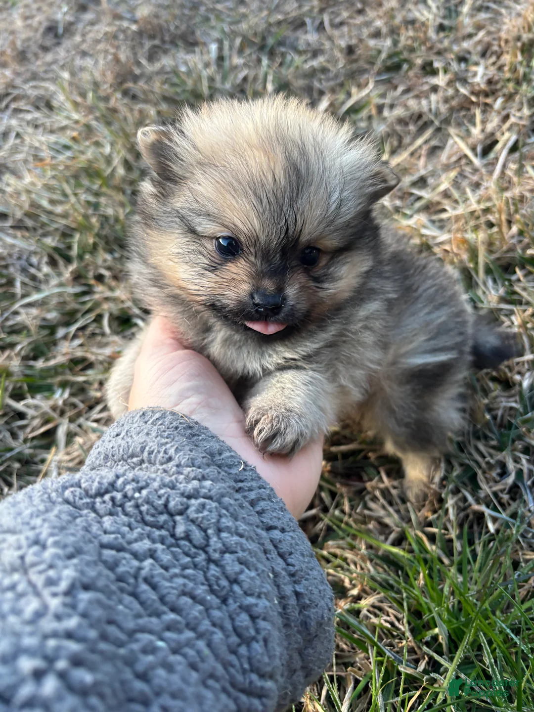 Pomeranian dogs for sale: Orange sable boy 1 - Ad 1