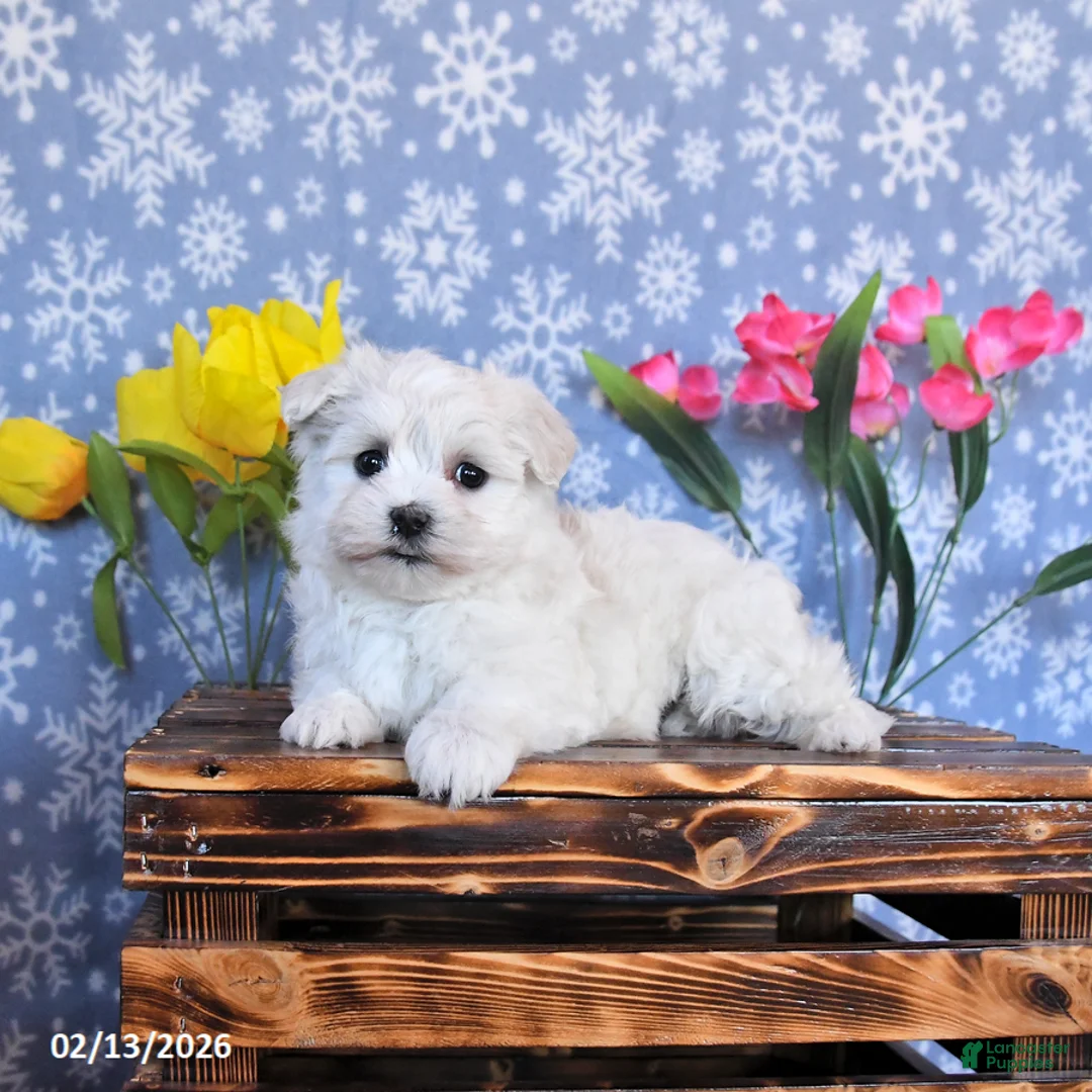 Maltese dogs for sale: Blossom - Ad 4